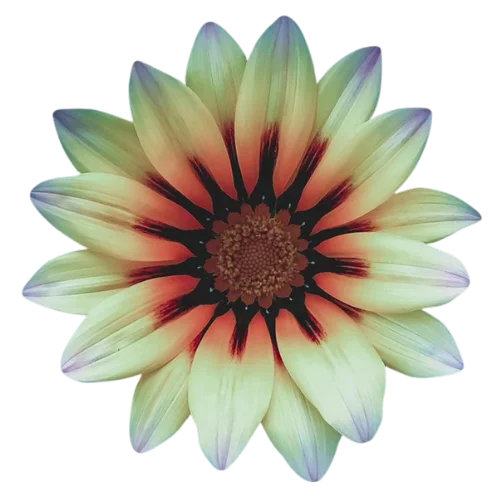 Flower Logo